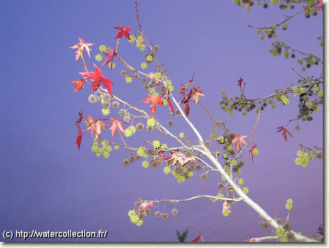 Diapositive suivante